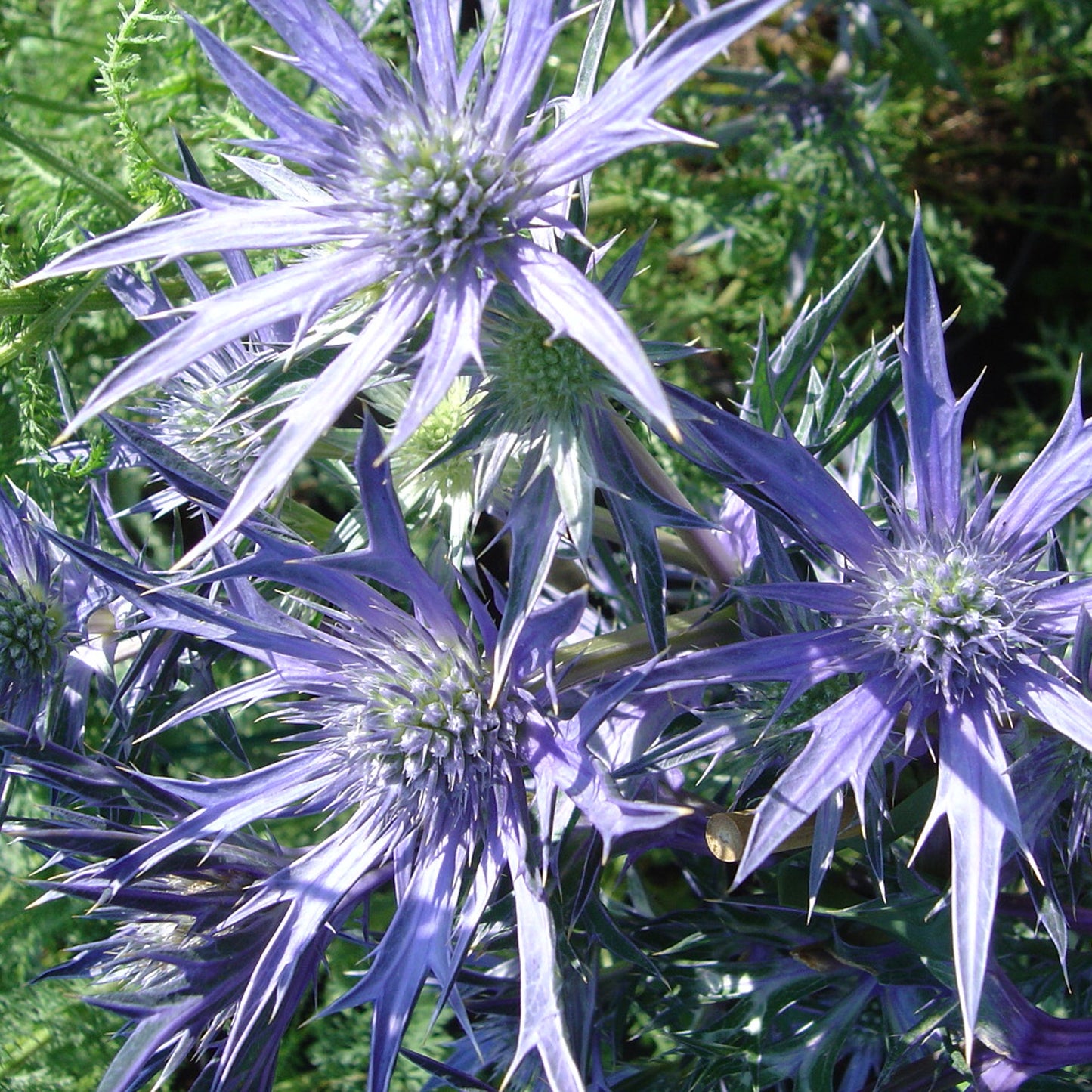 Eryngium 'Picos Blue'