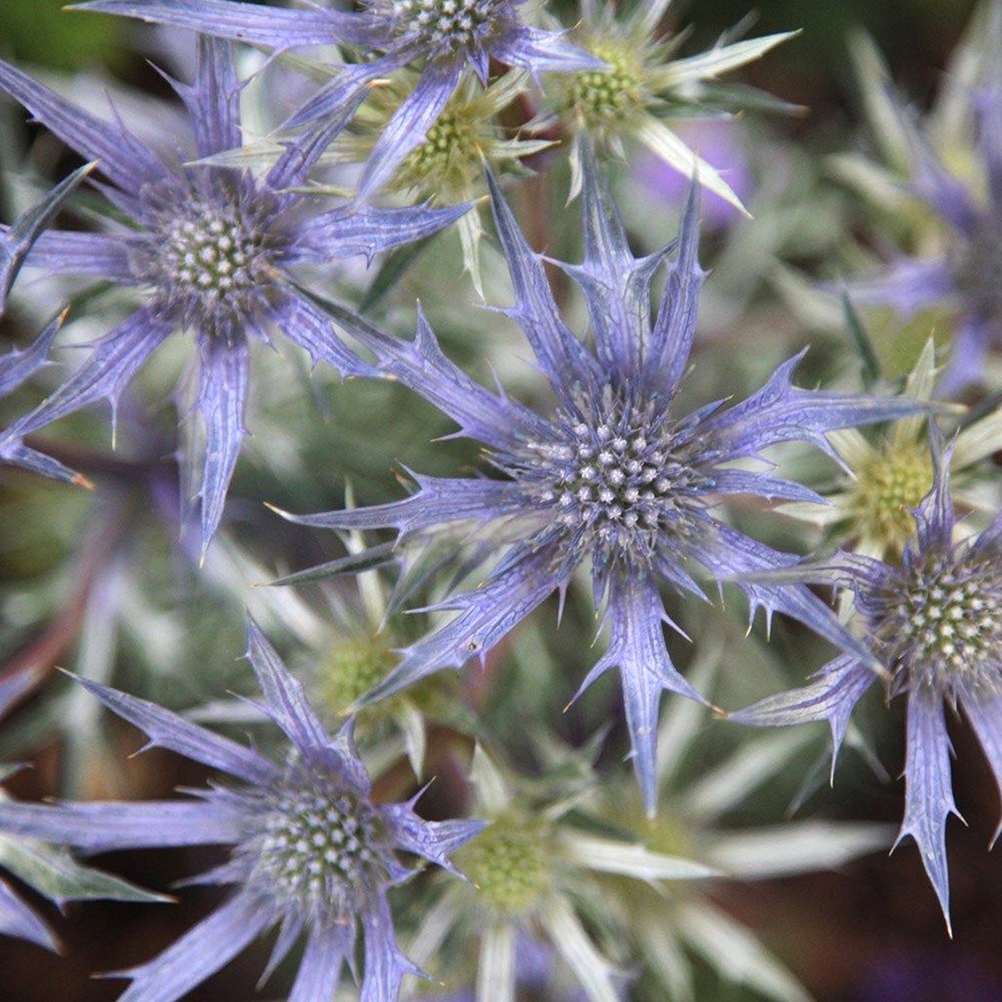 Eryngium 'Picos Amethyst'