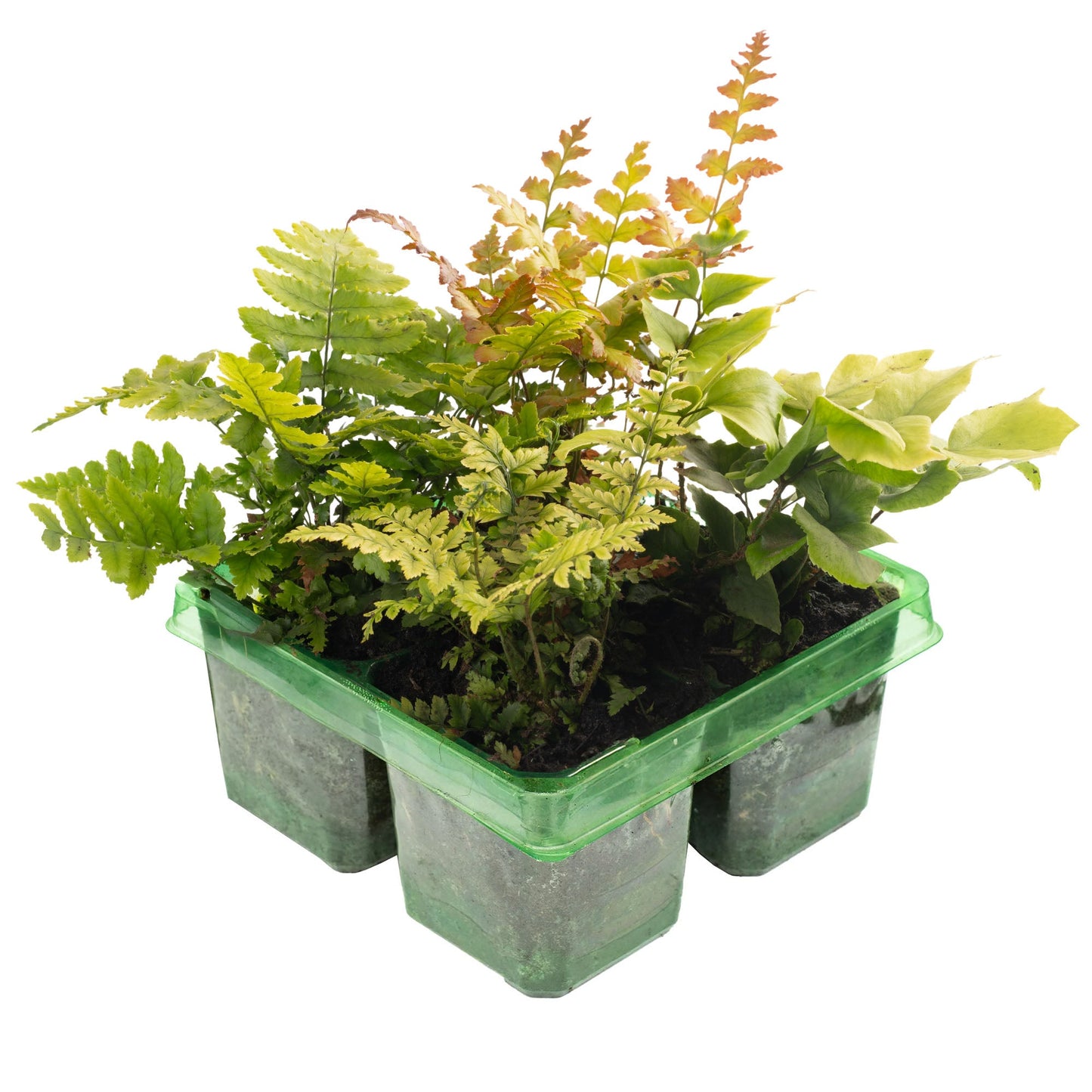 Fern Mix Pack