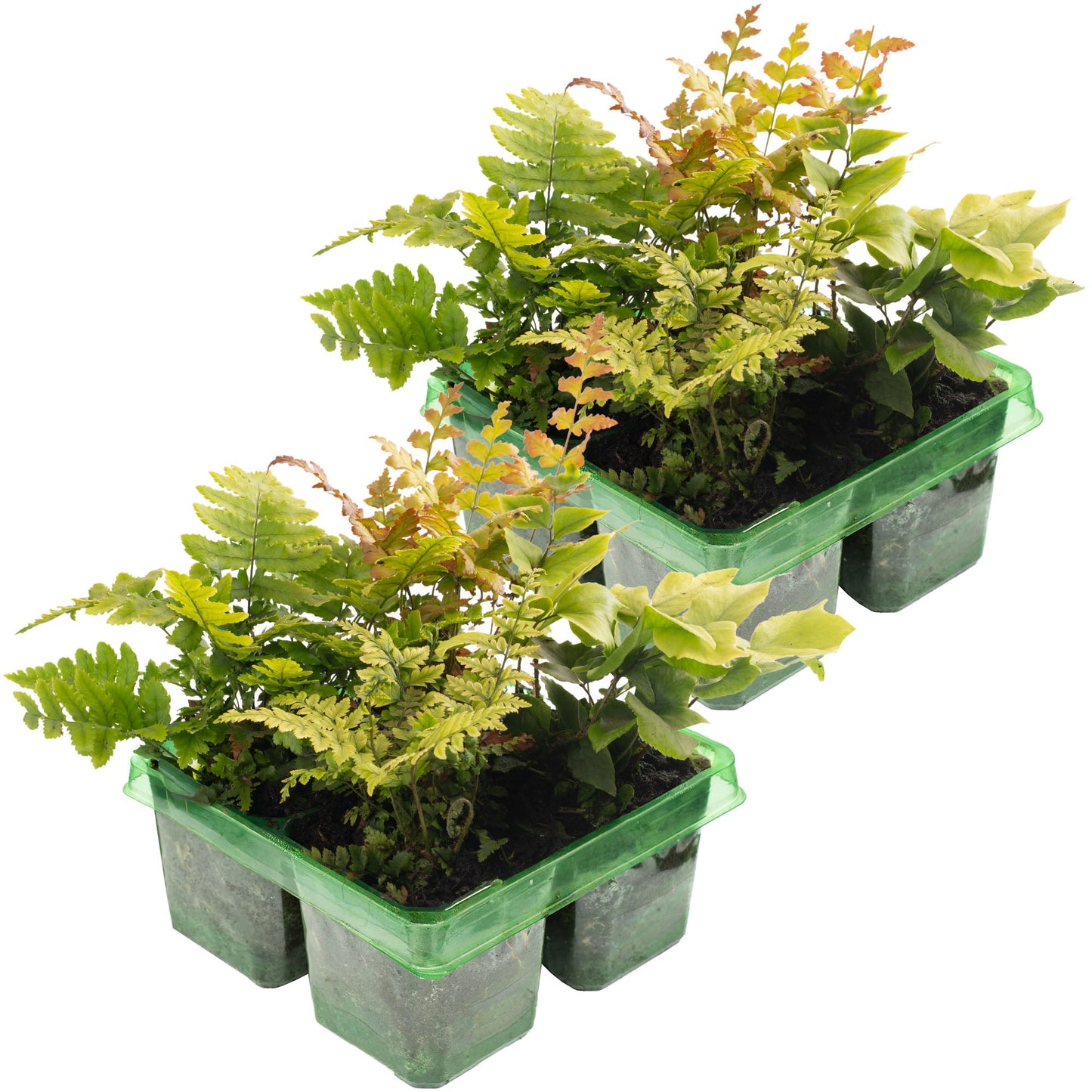 Fern Mix Pack