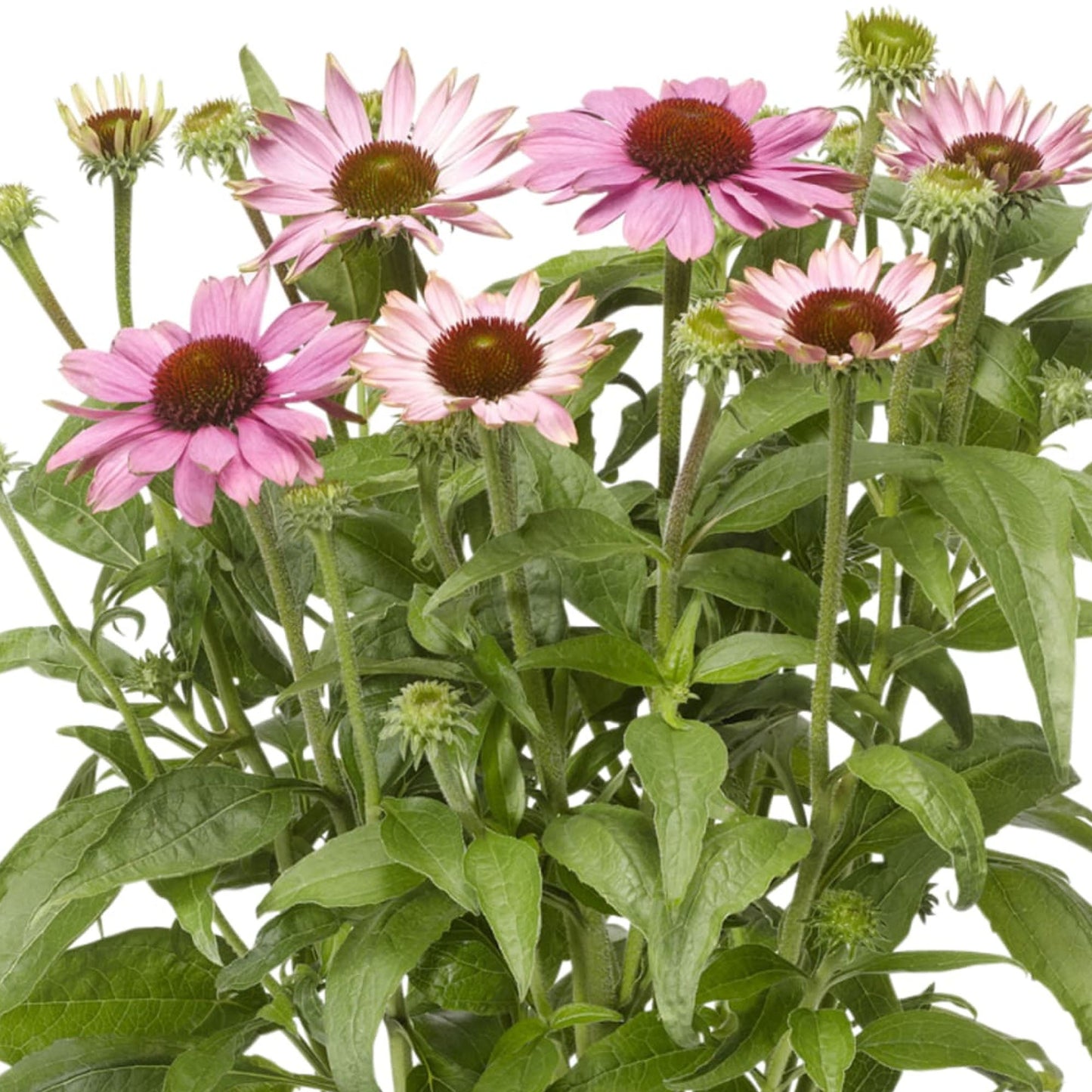 Echinacea 'Compact Rose'