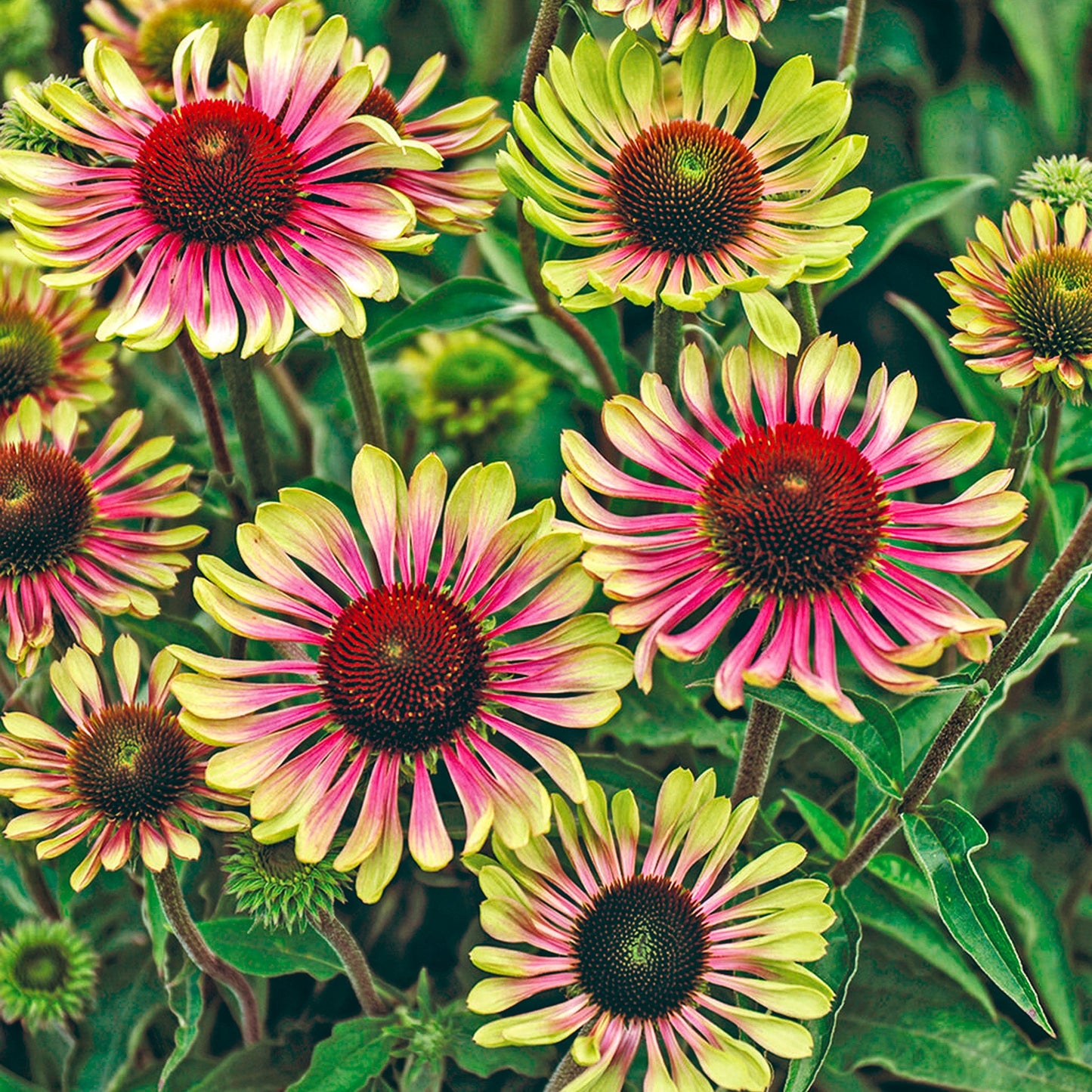 Echinacea 'Green Twister'