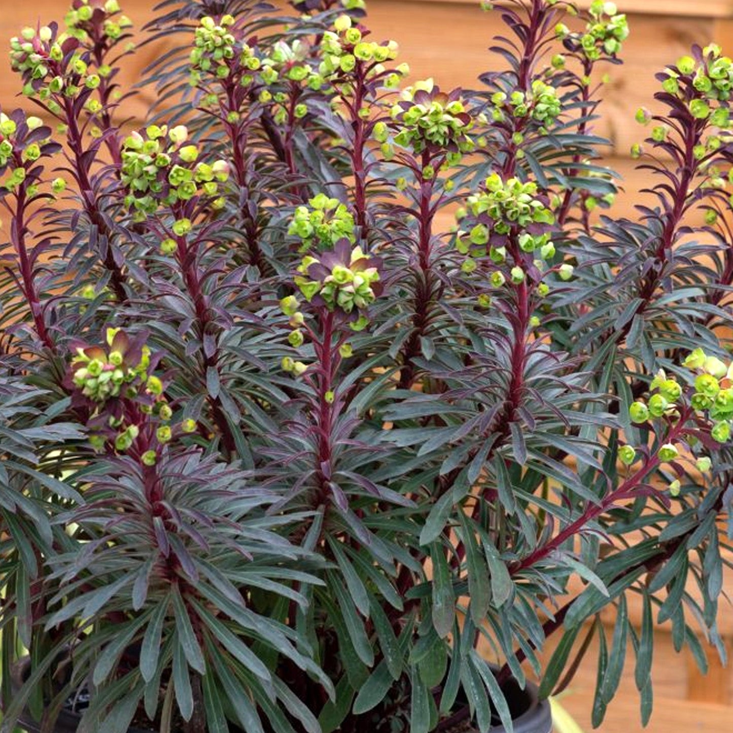 Euphorbia 'Miner's Merlot'
