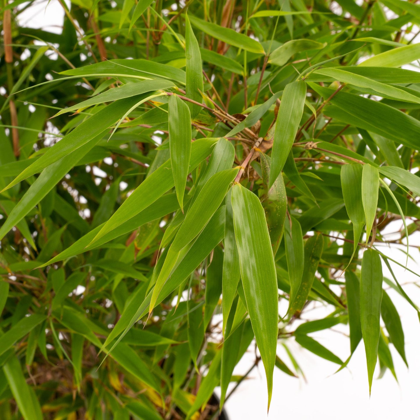 Fargesia rufa