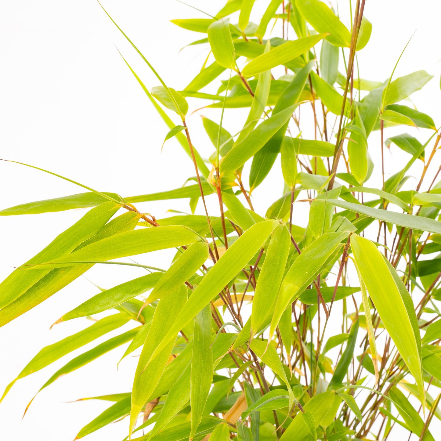 Fargesia 'Pingwu'