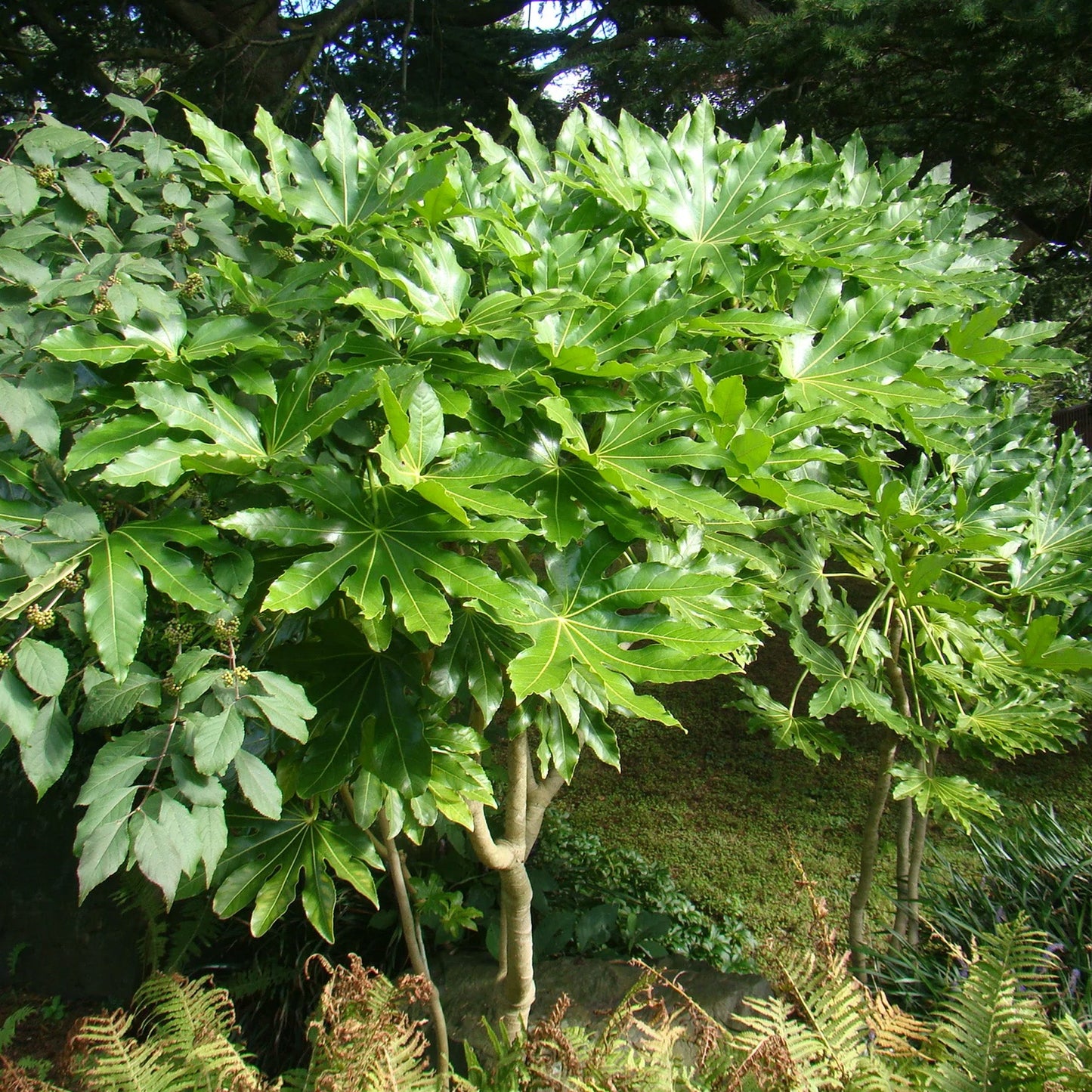 Fatsia japonica