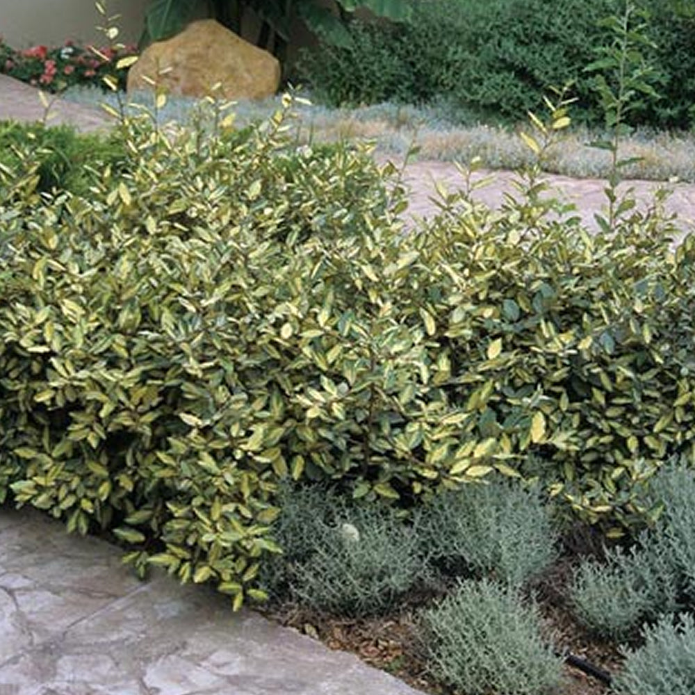 Elaeagnus 'Limelight'