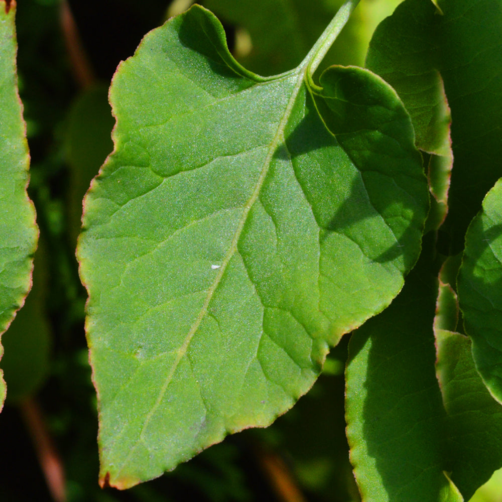 Fallopia baldschuanica