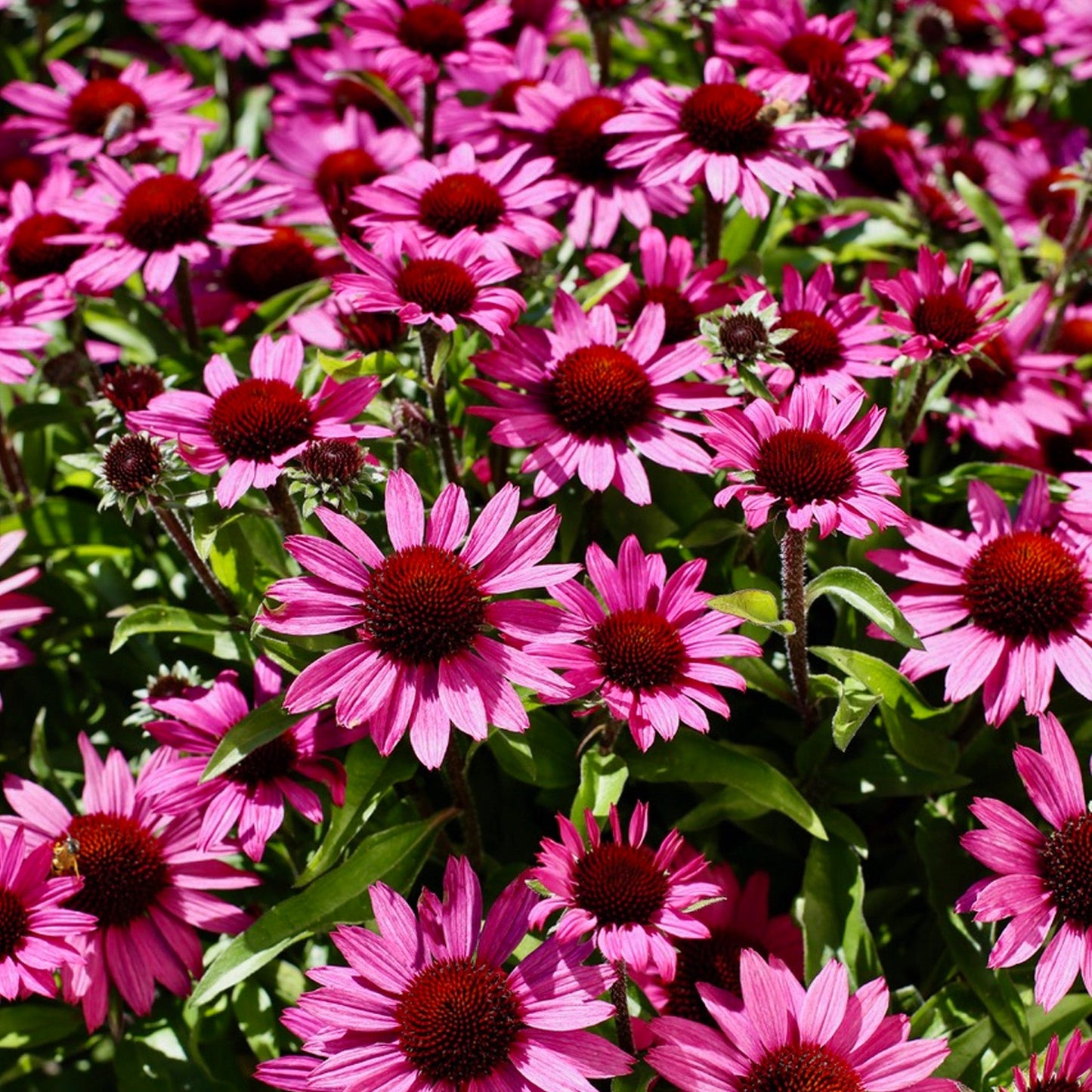 Echinacea 'SunSeekers Purple'