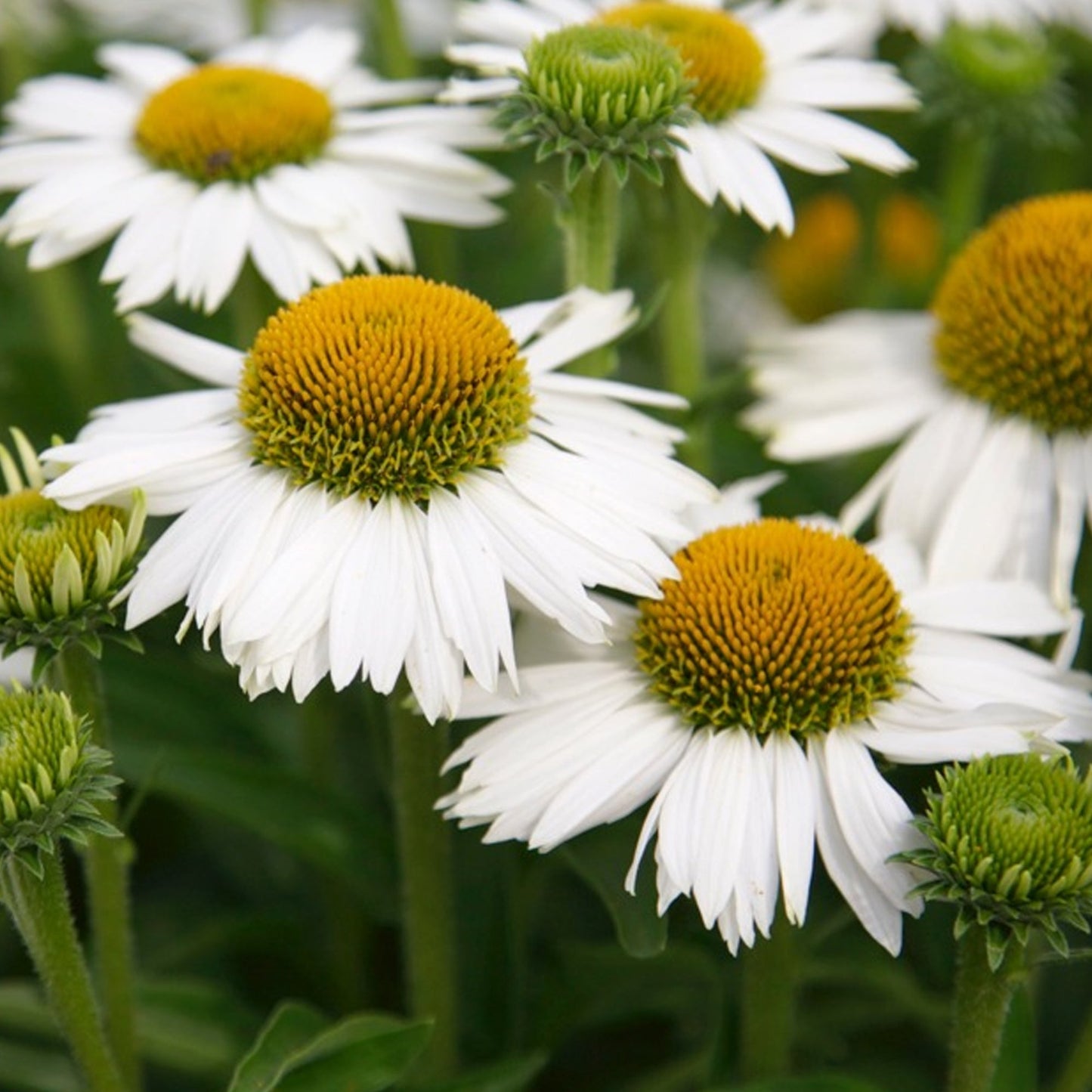 Echinacea 'White Meditation'