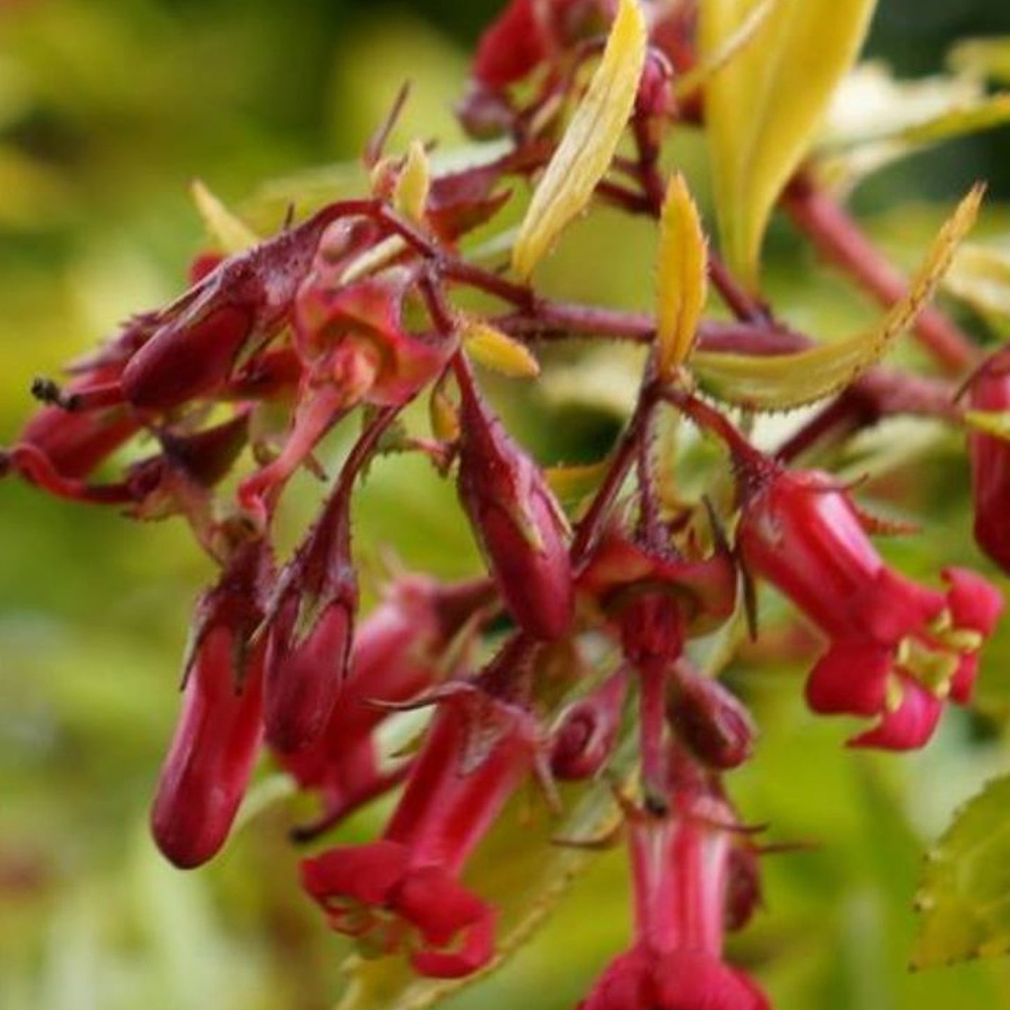 Escallonia 'Golden Carpet'