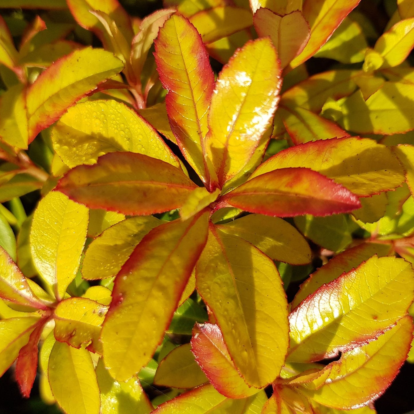Escallonia 'Glowing Embers'