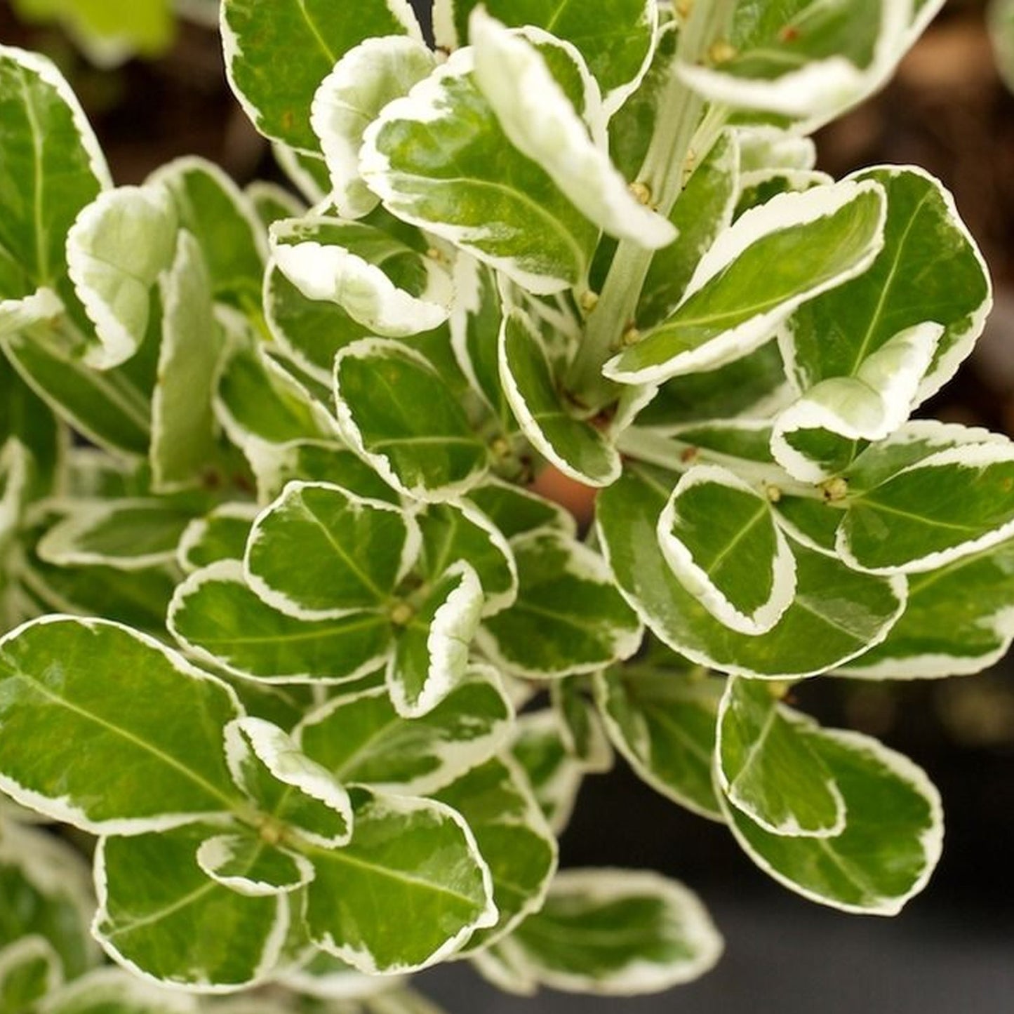Euonymus 'Kathy'