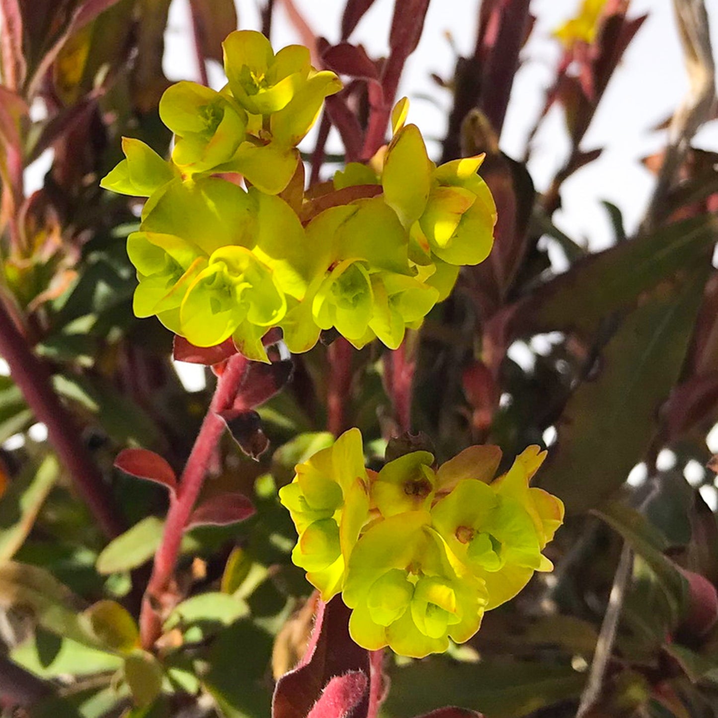 Euphorbia 'Purpurea'