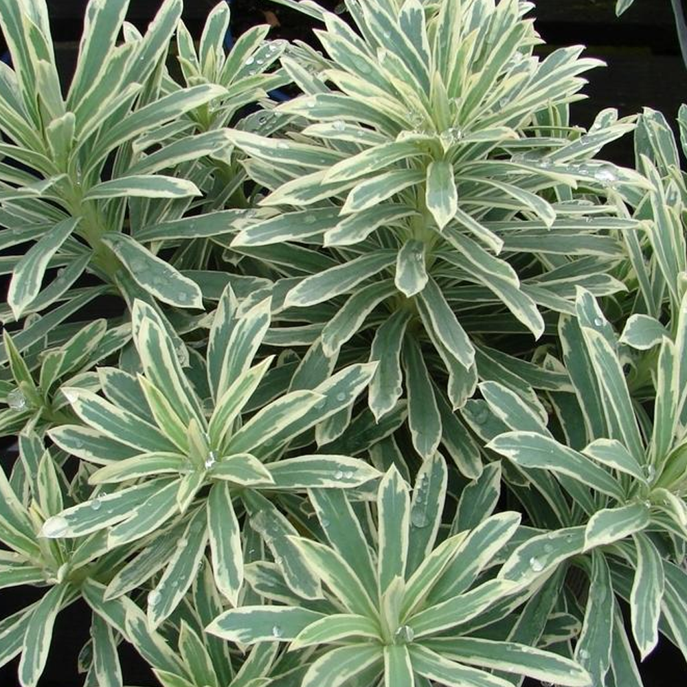Euphorbia 'Silver Swan'