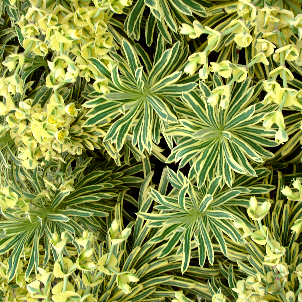 Euphorbia 'Tasmanian Tiger'