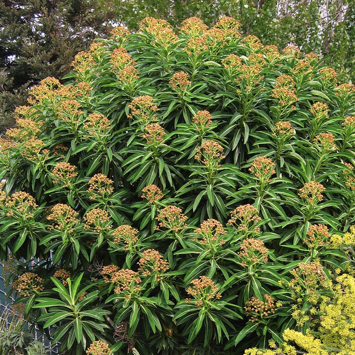 Euphorbia mellifera