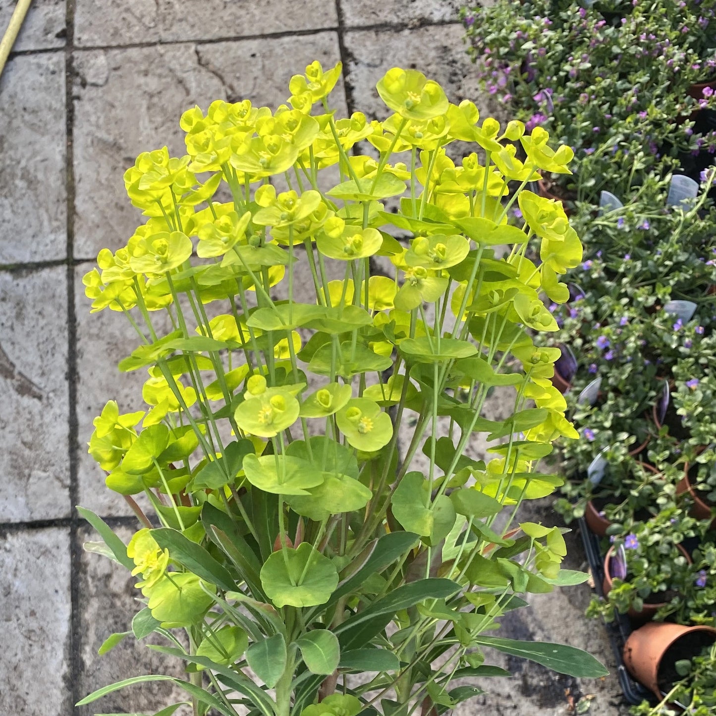 Euphorbia 'Redwing'