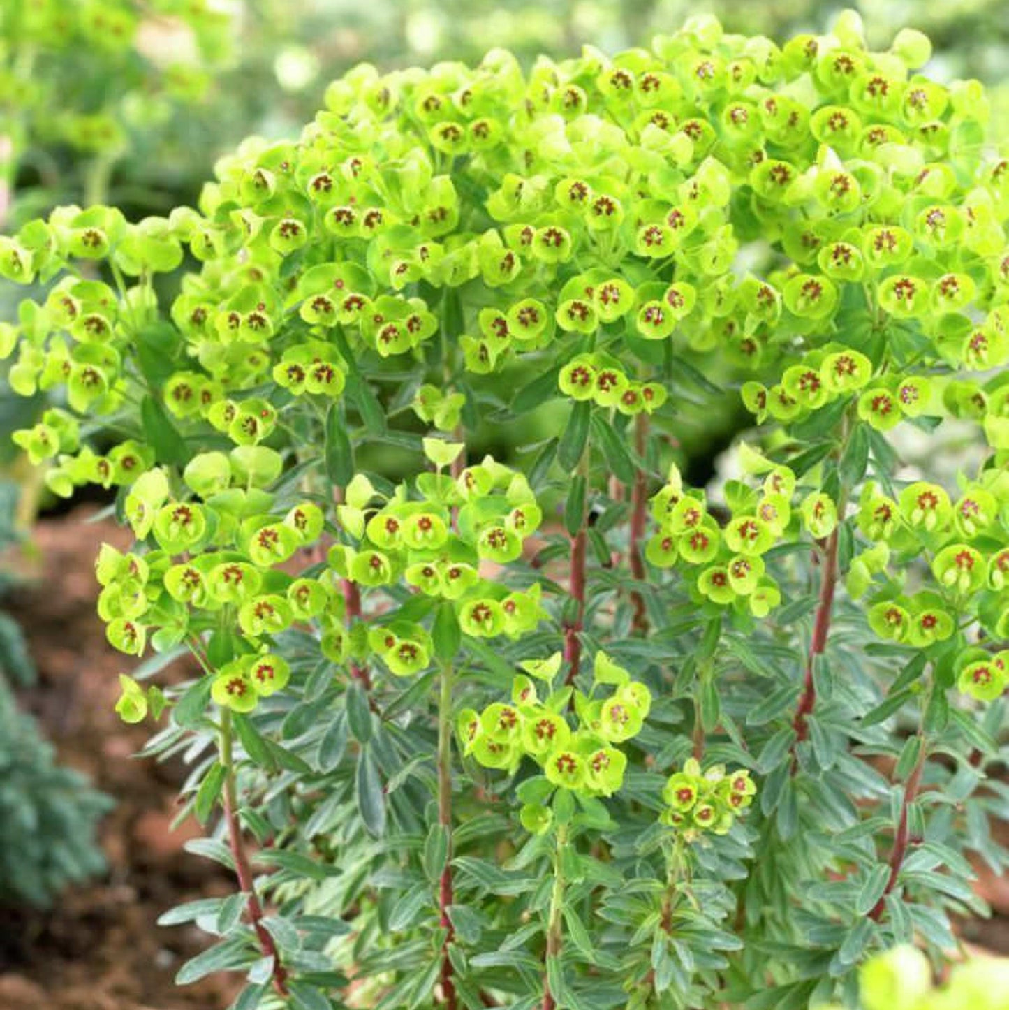 Euphorbia × martini