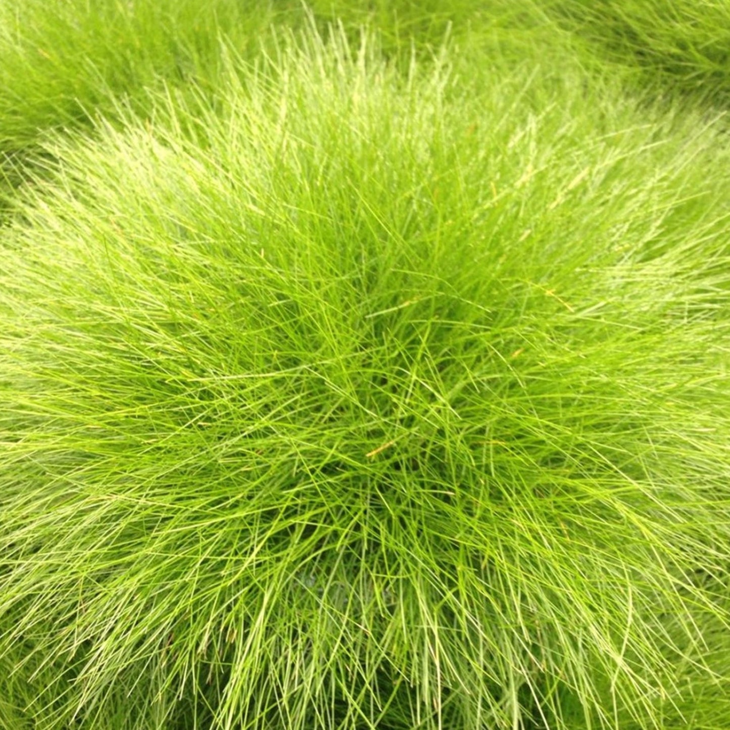 Festuca 'AmiGold'