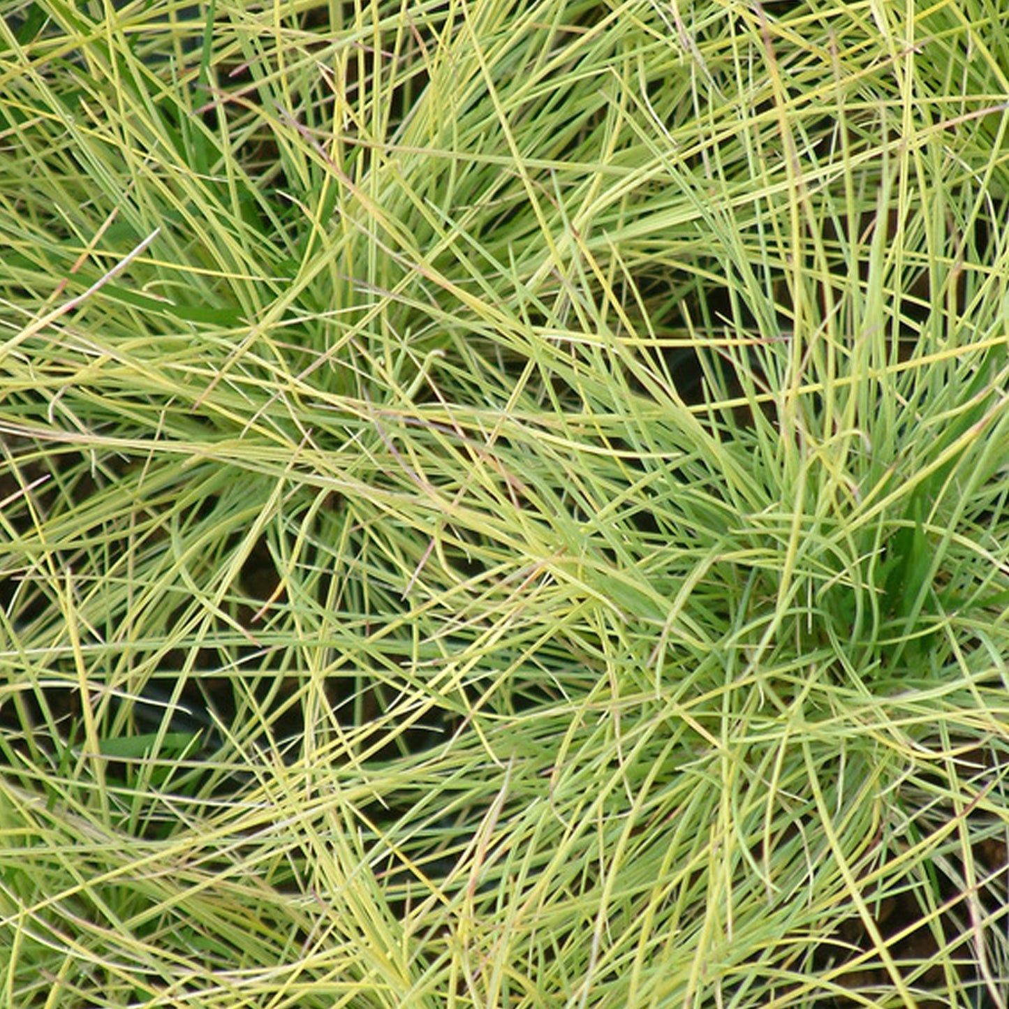 Festuca 'Golden Toupee'