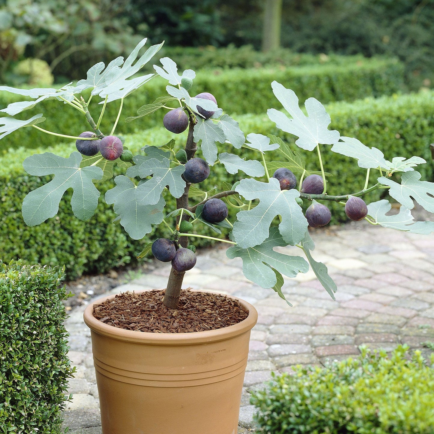 Ficus 'Little Miss Figgy'