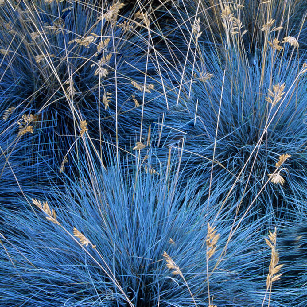 Festuca 'Elijah Blue'