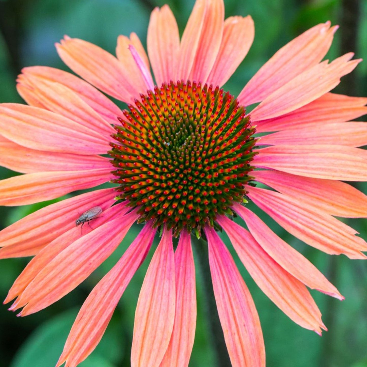 Echinacea 'Summer Cocktail'