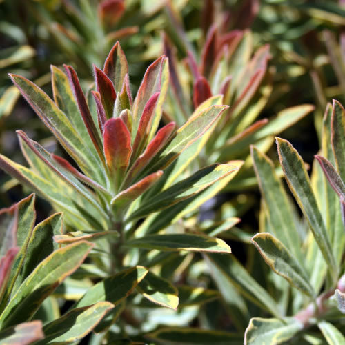 Euphorbia 'Ascot Rainbow'
