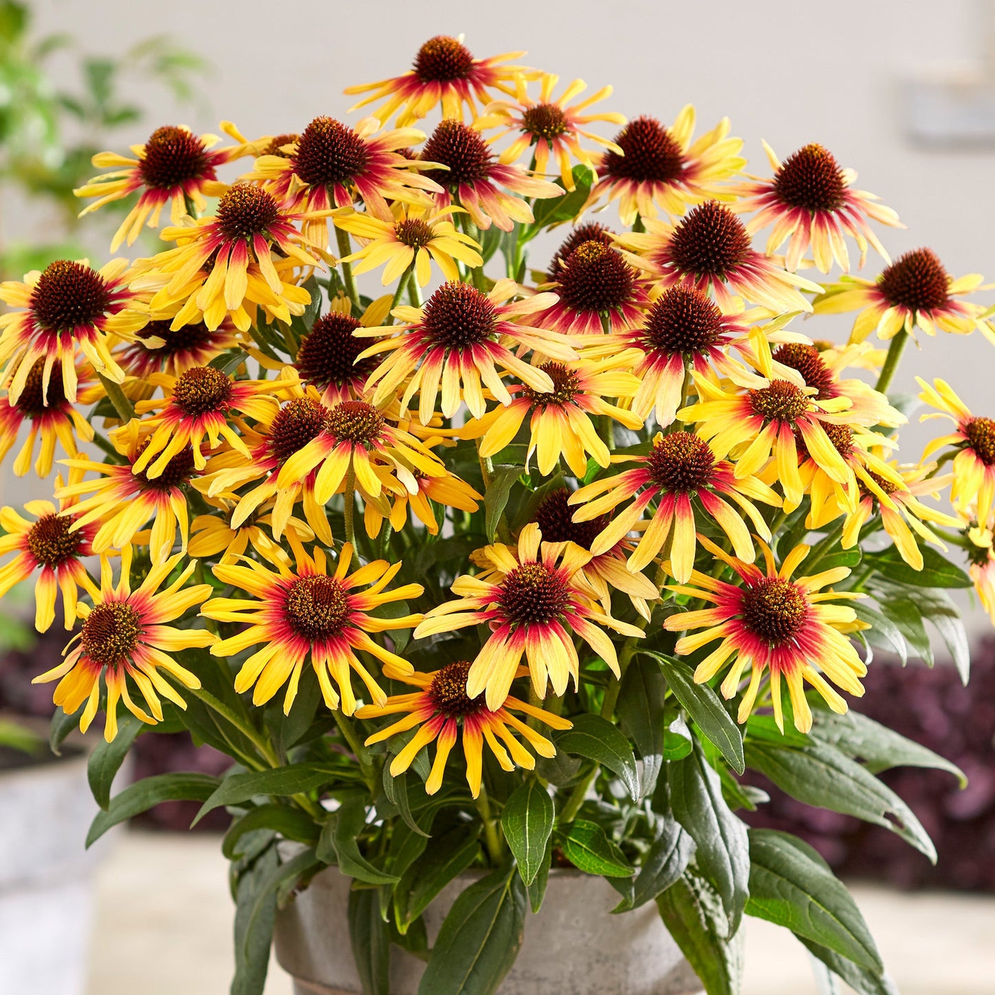 Echinacea 'SunSeekers Tequila Sunrise'