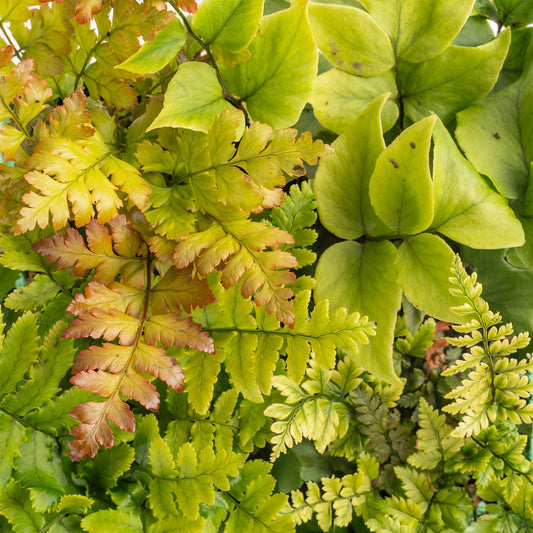 Fern Mix Pack