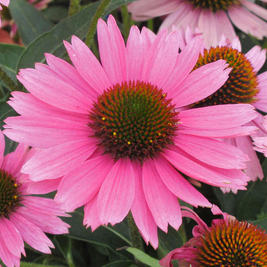 Echinacea 'Compact Rose'