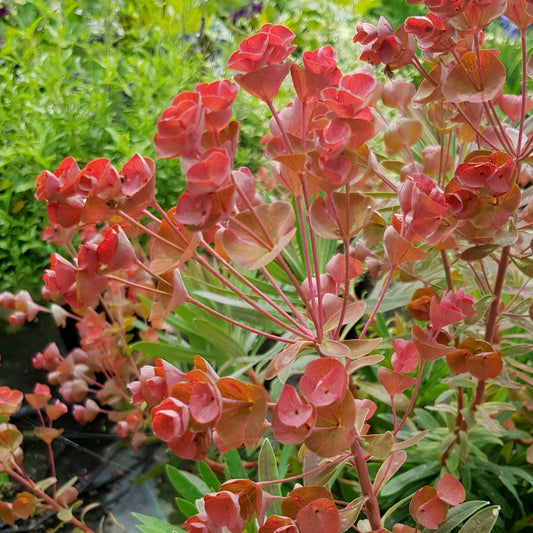 Euphorbia 'Galaxy Glow'