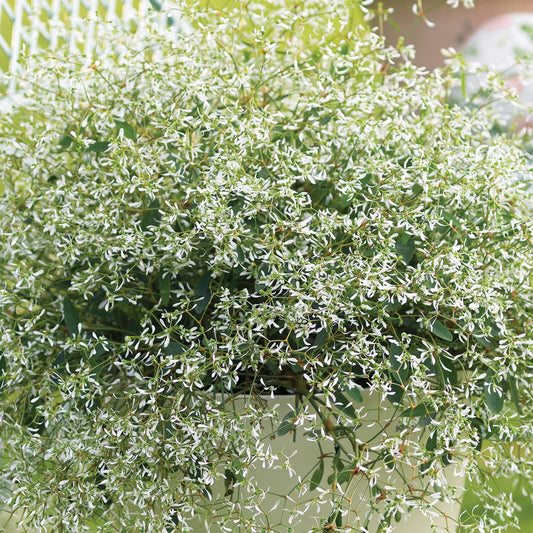 Euphorbia 'Silverfog White'