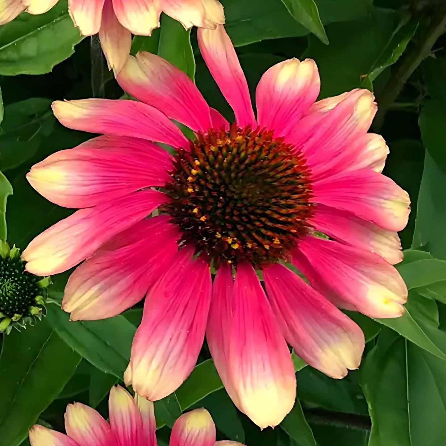 Echinacea 'Pink Lemonade'