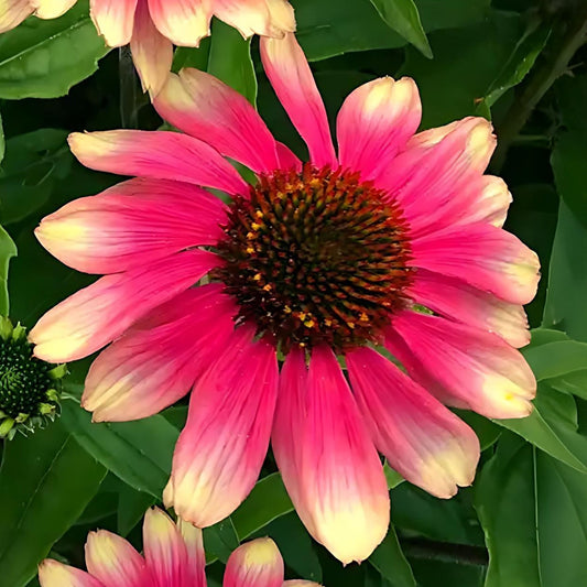 Echinacea 'Pink Lemonade'