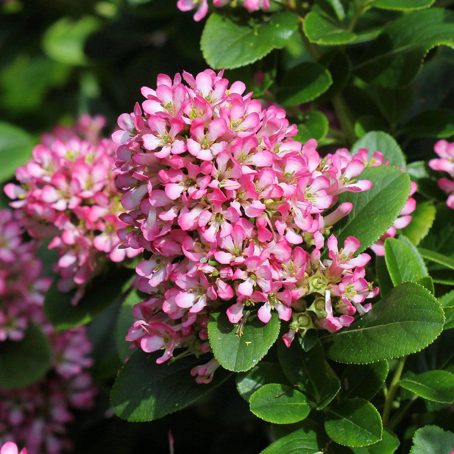 Escallonia 'Pink Elle'