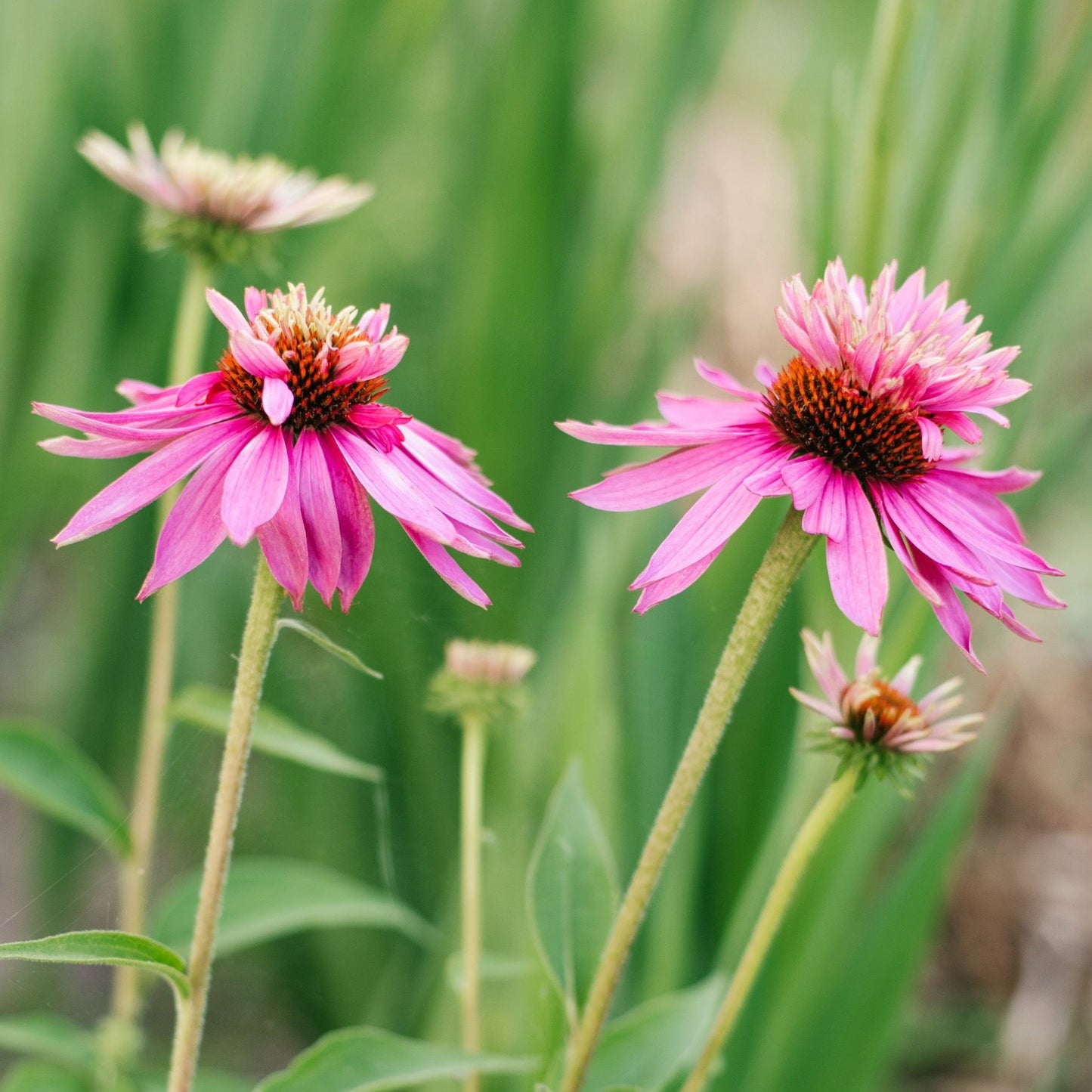 Echinacea 'Doubledecker'