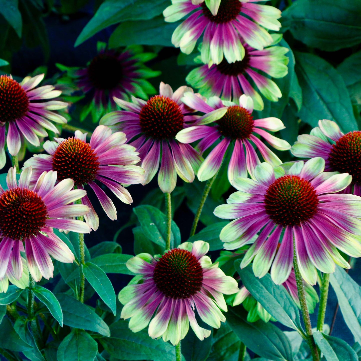Echinacea 'Sweet Sandia'
