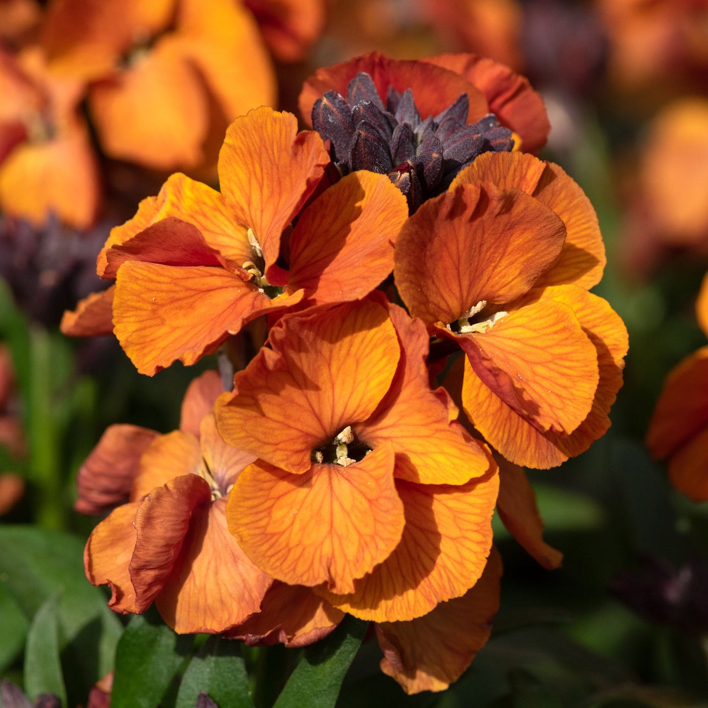 Erysimum 'Orange'