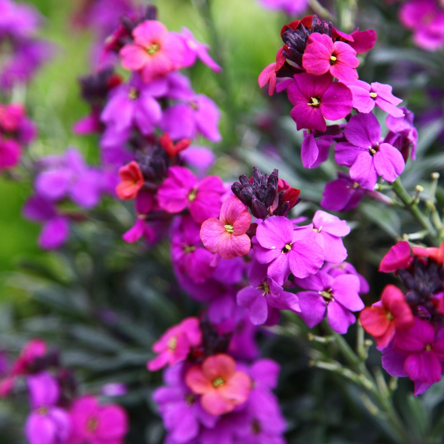 Erysimum 'Purple'
