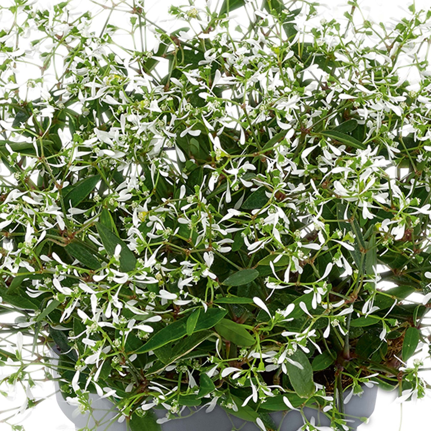 Euphorbia 'Silverfog White'