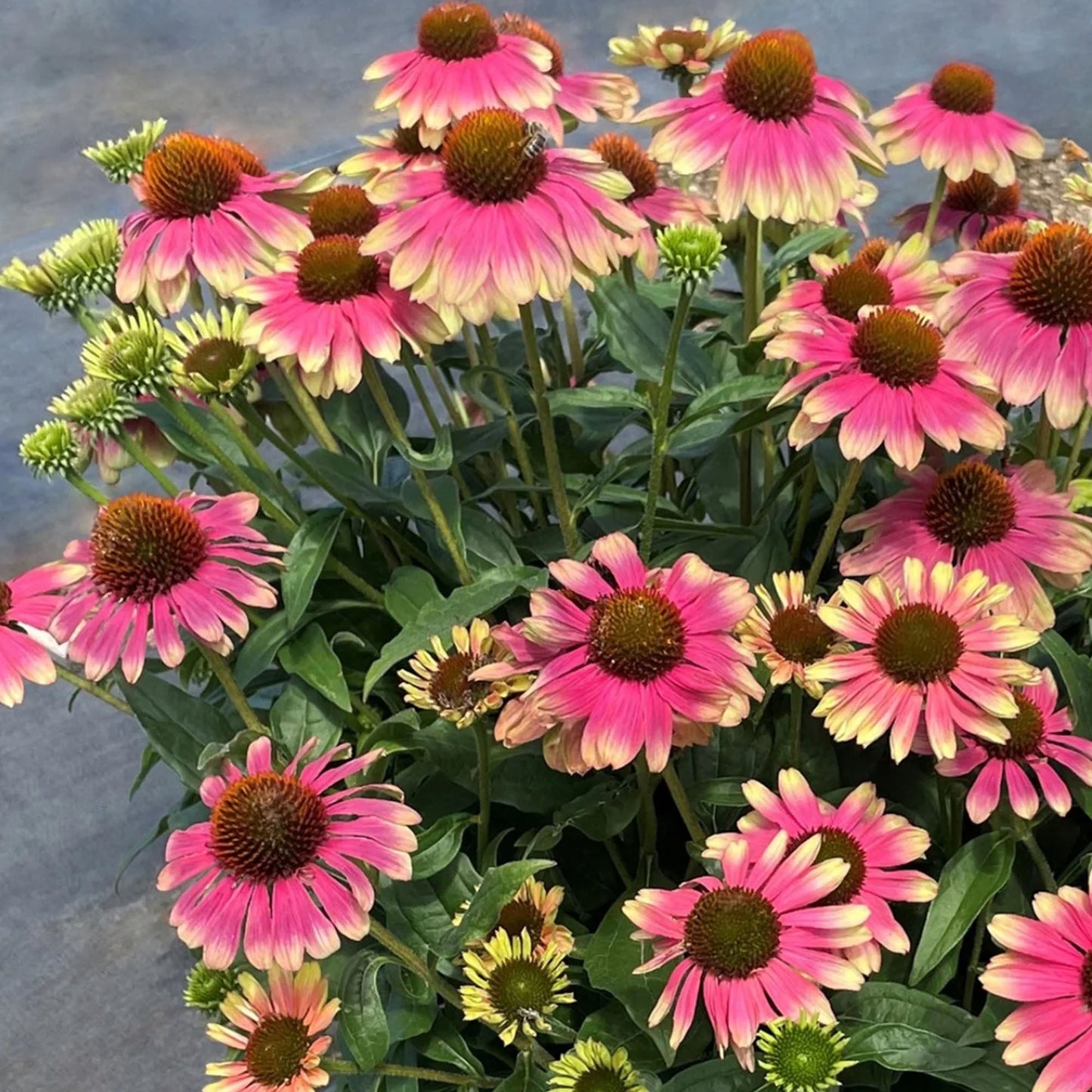 Echinacea 'Pink Lemonade'