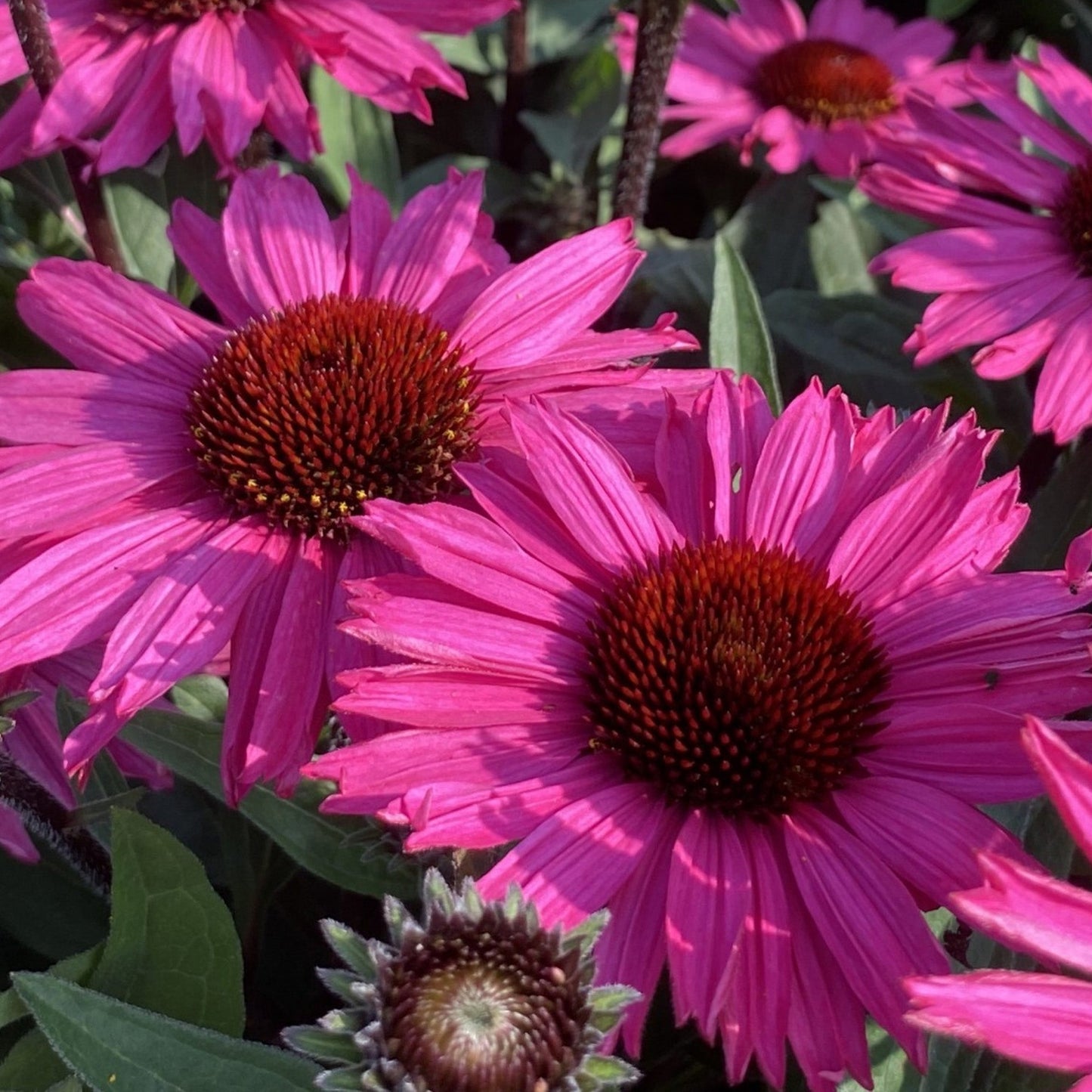 Echinacea 'SunSeekers Purpleicious'
