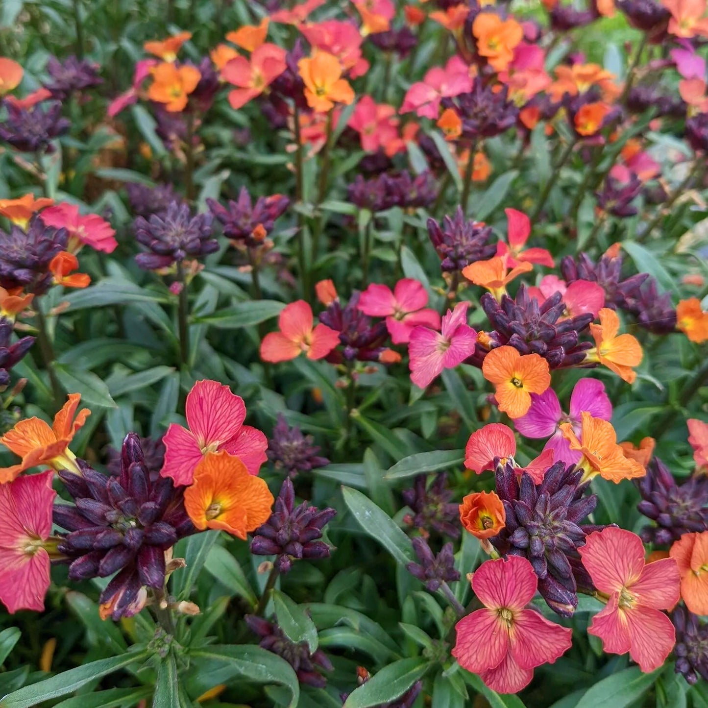 Erysimum 'Constant Cheer'