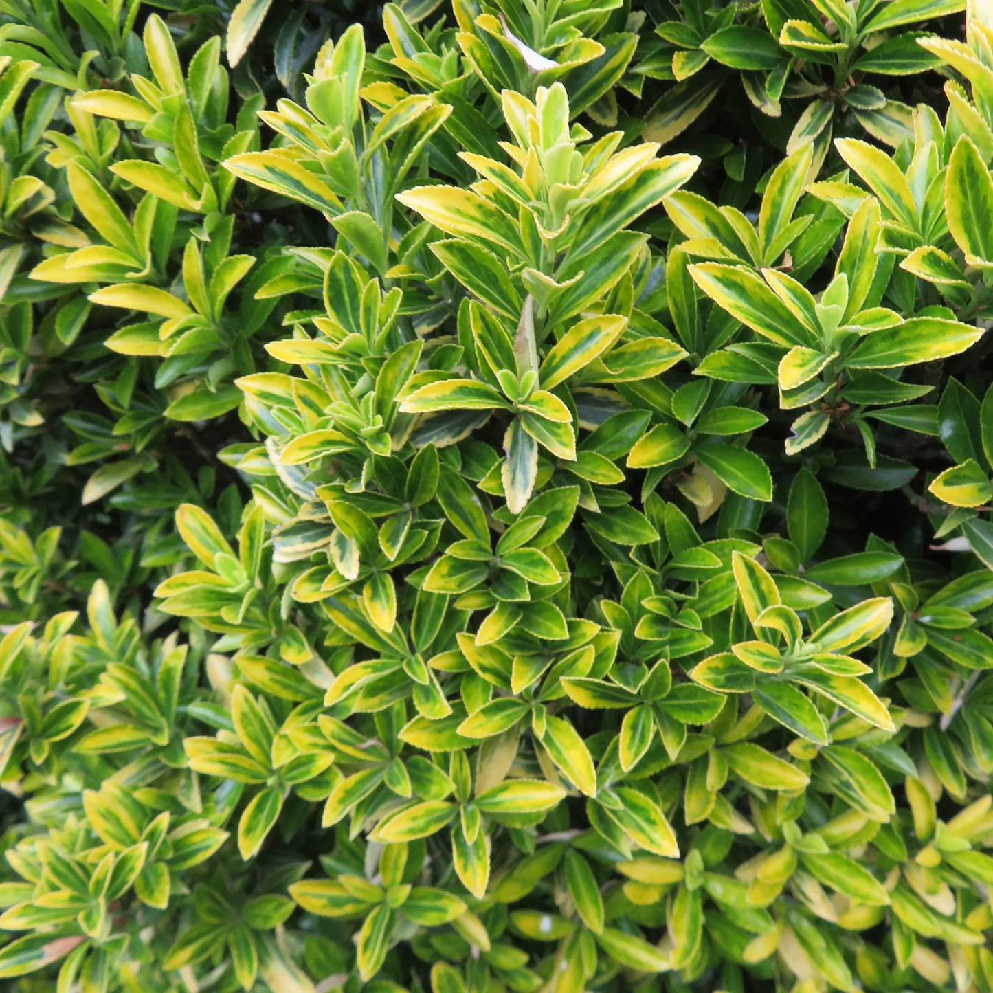 Euonymus 'Aureovariegatus'