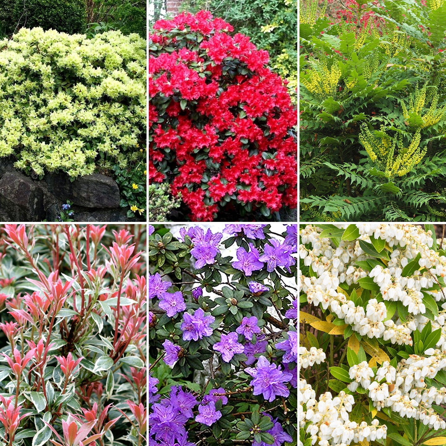 Evergreen Shrub Mix