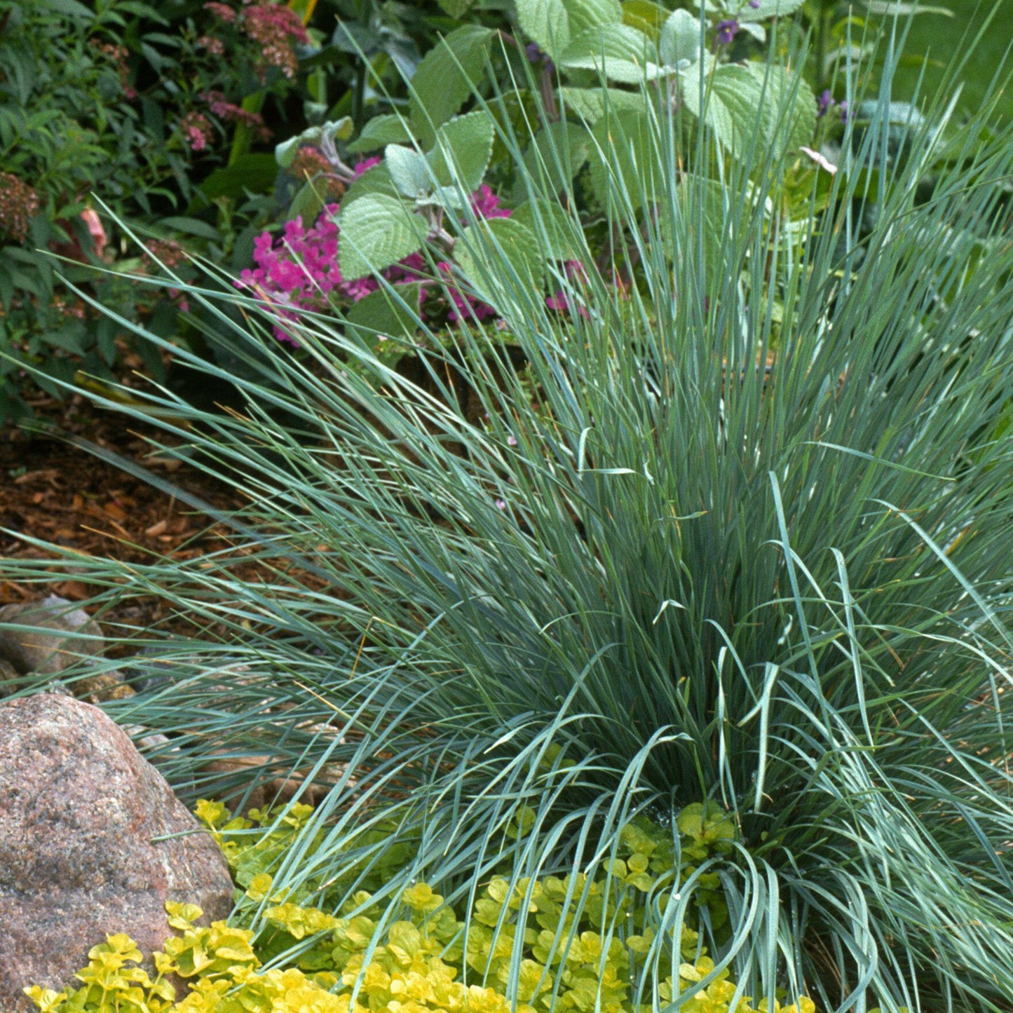 Elymus magellanicus
