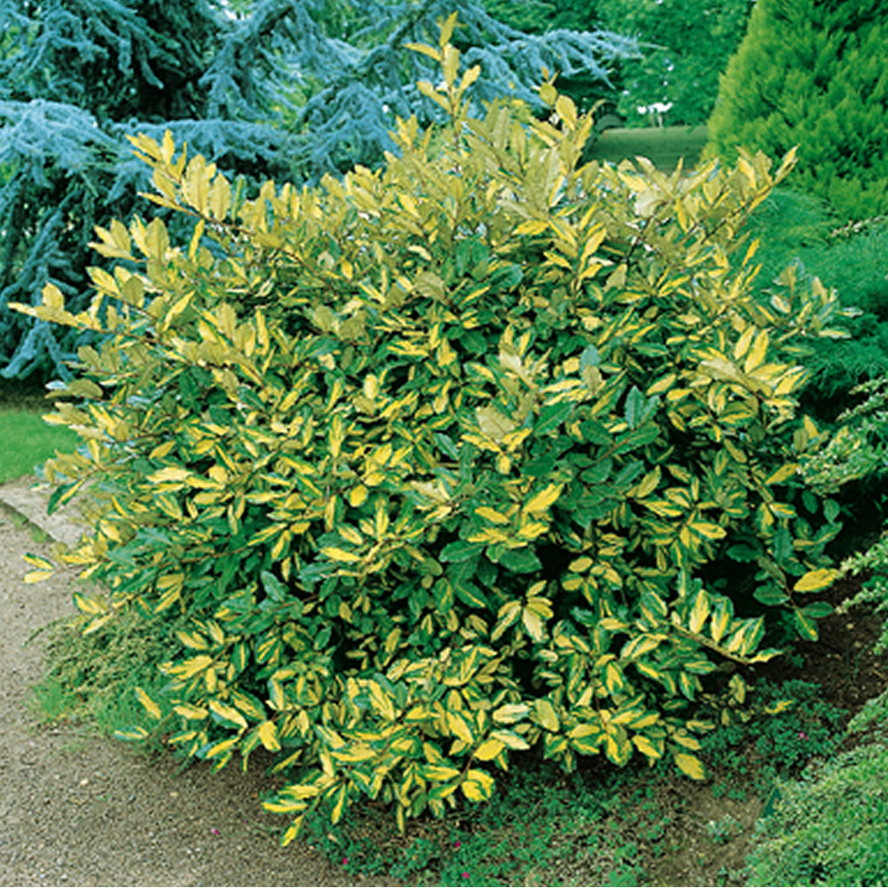 Elaeagnus 'Maculata'