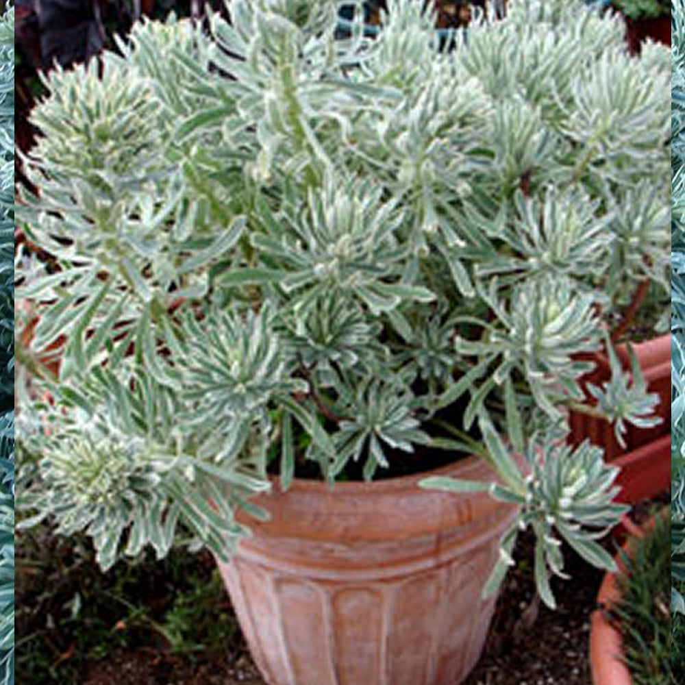 Euphorbia 'Glacier Blue'